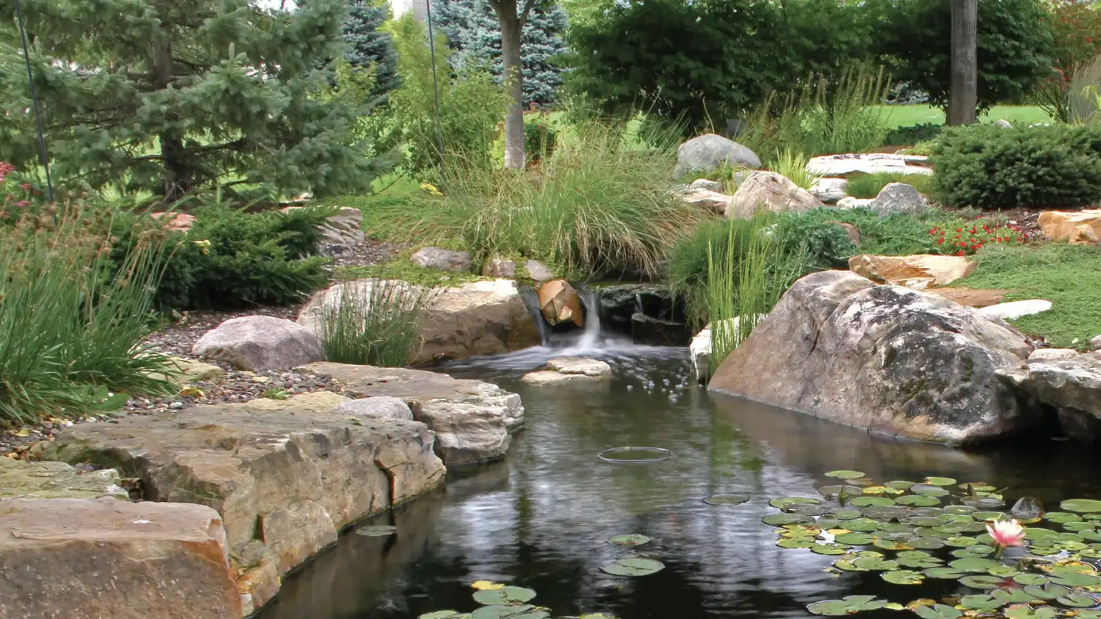Natural pond with rockwork and water lilies